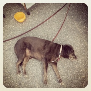 Trixie is exhausted after walking so far on the beach! 
